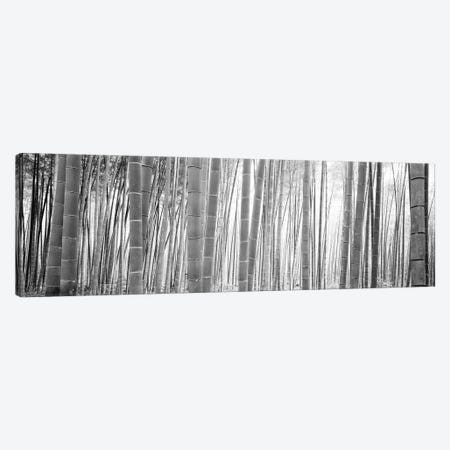 Bamboo Forest, Sagano, Kyoto, Japan (Black And White) II Canvas Print #PIM14277} by Panoramic Images Canvas Art Print