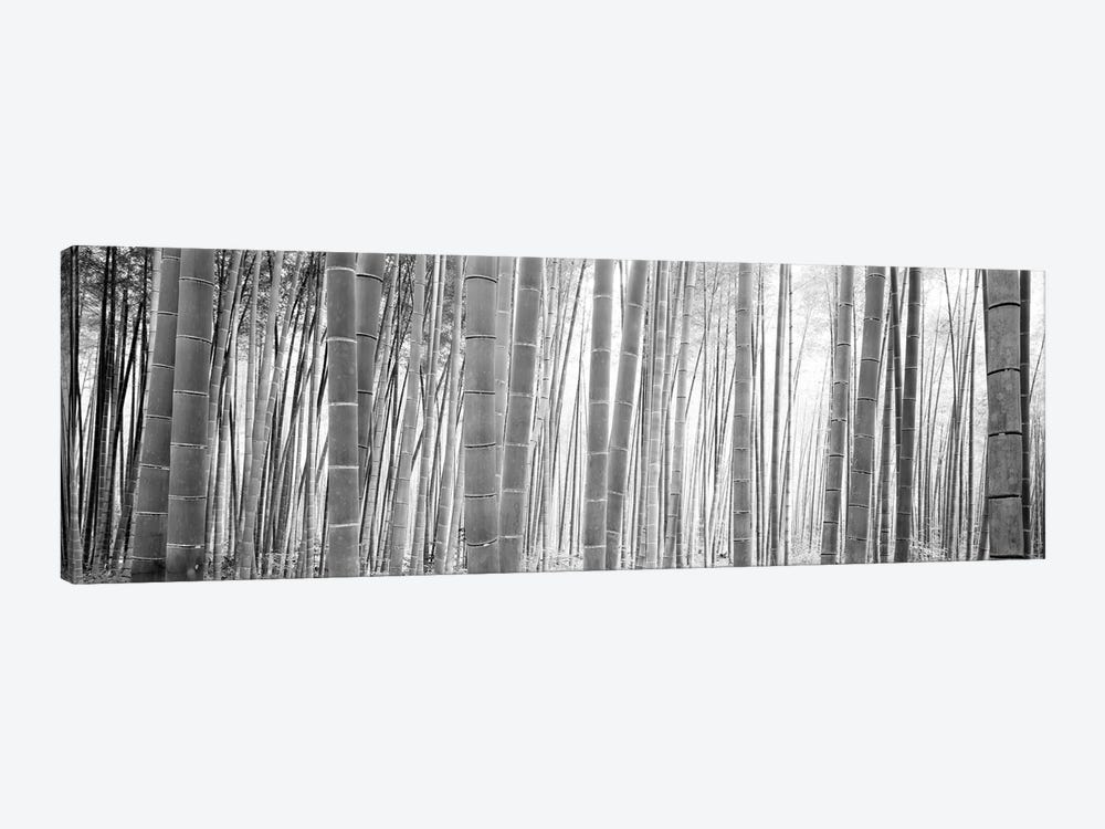 Bamboo Forest, Sagano, Kyoto, Japan (Black And White) II by Panoramic Images 1-piece Canvas Print
