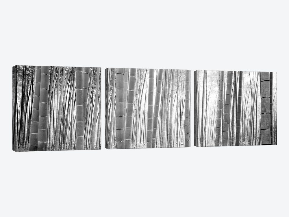 Bamboo Forest, Sagano, Kyoto, Japan (Black And White) II by Panoramic Images 3-piece Canvas Print