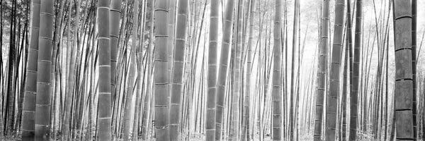 Arashiyama Bamboo Forest: Bamboo Forest, Sagano, Kyoto, Japan (Black And White) II by Panoramic Images