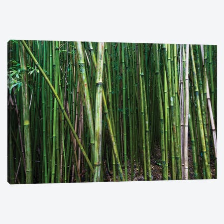 Bamboo Trees, Maui, Hawaii, USA I Canvas Print #PIM14278} by Panoramic Images Canvas Art