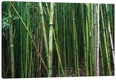 Bamboo Trees, Maui, Hawaii, USA I Canvas Art Print - Bamboo Art