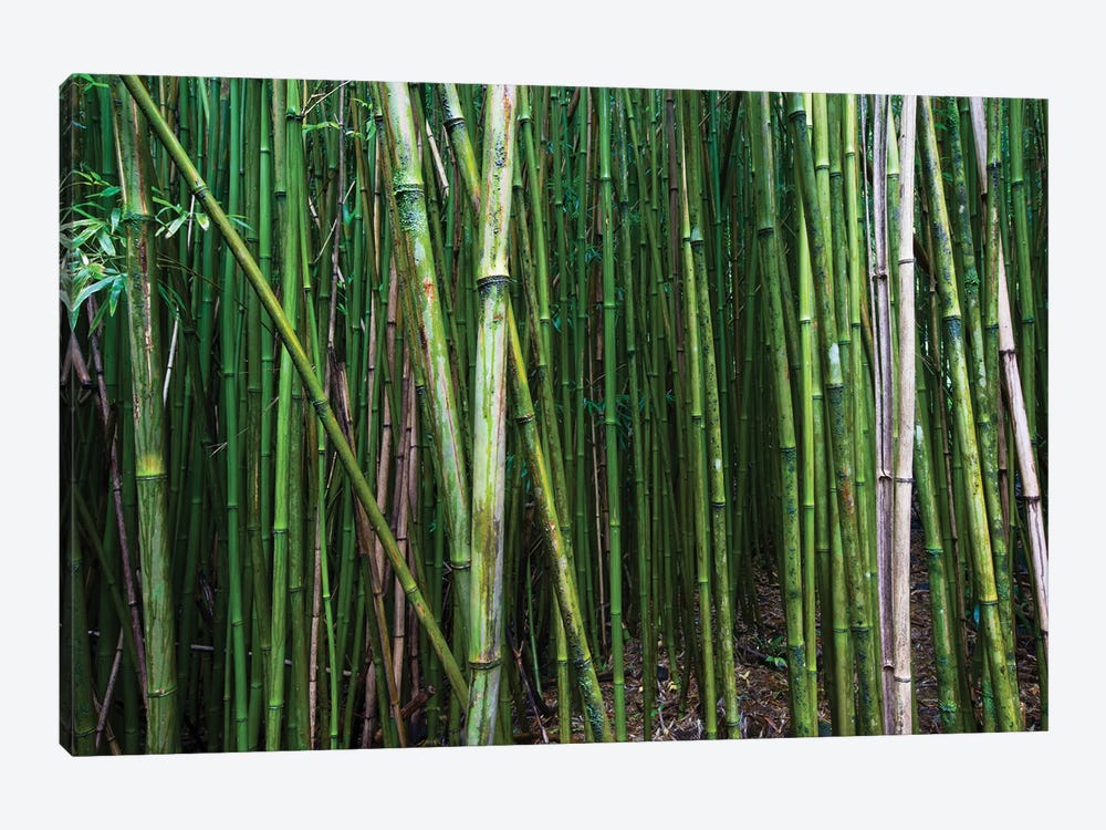 Bamboo Trees, Maui, Hawaii, USA I by Panoramic Images 1-piece Canvas Artwork