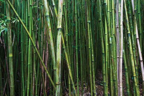 Bamboo: Bamboo Trees, Maui, Hawaii, USA I by Panoramic Images