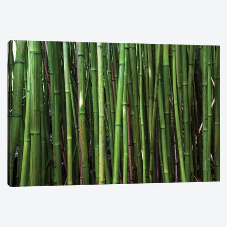 Bamboo Trees, Maui, Hawaii, USA II Canvas Print #PIM14279} by Panoramic Images Canvas Artwork