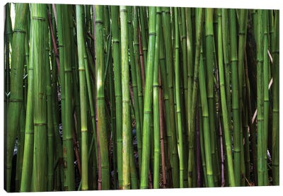 Bamboo Trees, Maui, Hawaii, USA II Canvas Art Print - Bamboo Art