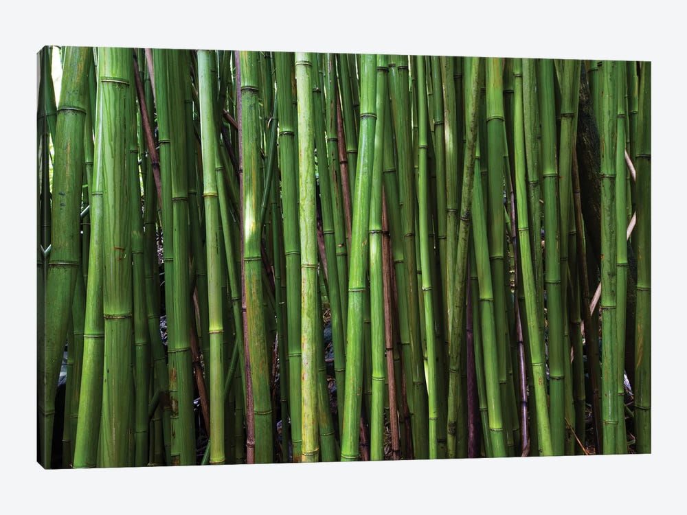 Bamboo Trees, Maui, Hawaii, USA II by Panoramic Images 1-piece Canvas Print
