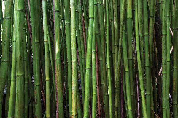 Maui: Bamboo Trees, Maui, Hawaii, USA II by Panoramic Images