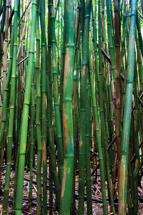 Bamboo Trees, Maui, Hawaii, USA III