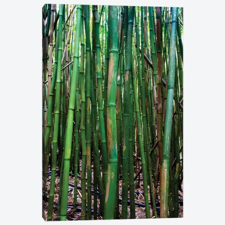 Bamboo Trees, Maui, Hawaii, USA III Canvas Print #PIM14280} by Panoramic Images Canvas Print