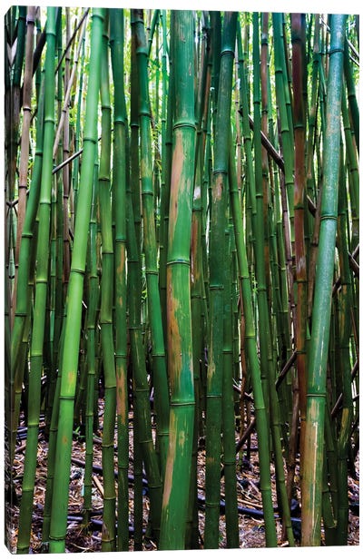 Bamboo Trees, Maui, Hawaii, USA III Canvas Art Print - Bamboo Art