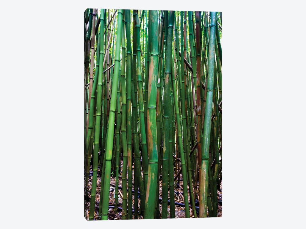 Bamboo Trees, Maui, Hawaii, USA III by Panoramic Images 1-piece Canvas Art Print