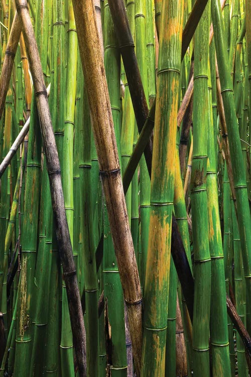 Bamboo Trees, Maui, Hawaii, USA IV