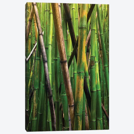 Bamboo Trees, Maui, Hawaii, USA IV Canvas Print #PIM14281} by Panoramic Images Canvas Print
