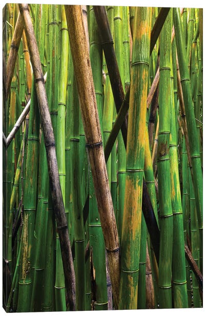 Bamboo Trees, Maui, Hawaii, USA IV Canvas Art Print - Bamboo Art