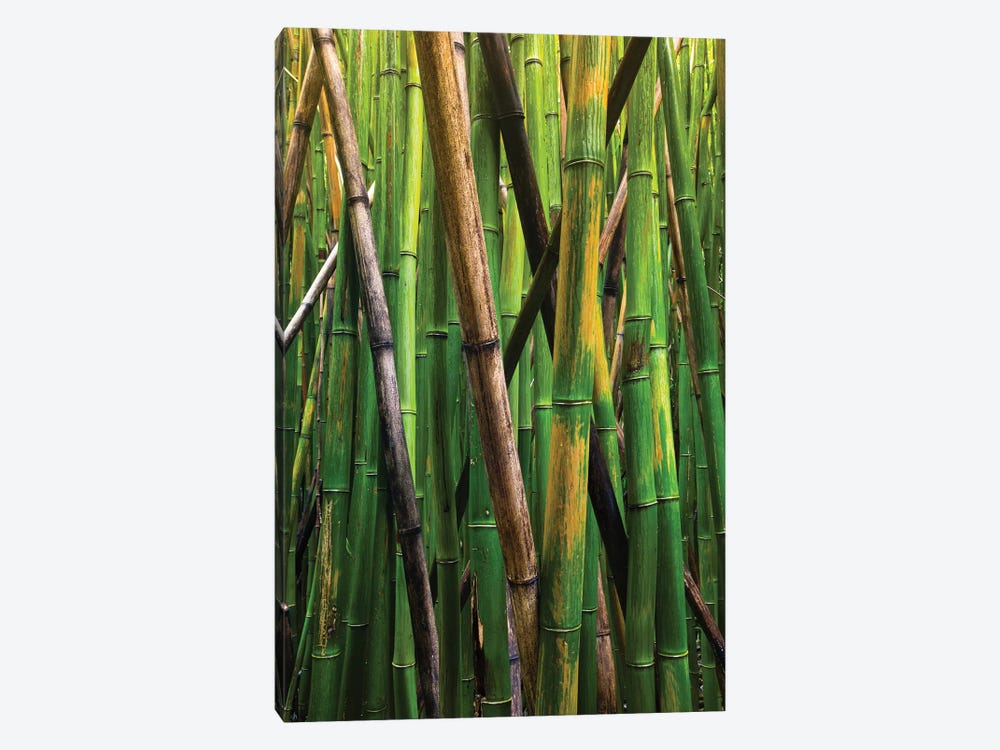 Bamboo Trees, Maui, Hawaii, USA IV by Panoramic Images 1-piece Canvas Wall Art