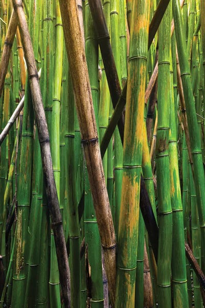 Hawaii: Bamboo Trees, Maui, Hawaii, USA IV by Panoramic Images