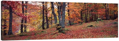Beech Trees In Autumn, Aberfeldy, Perth And Kinross, Scotland Canvas Art Print - Scotland Art
