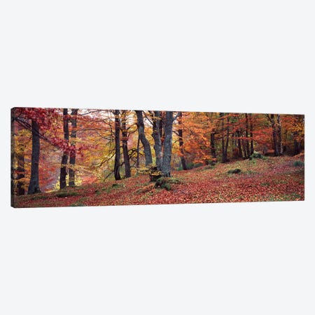 Beech Trees In Autumn, Aberfeldy, Perth And Kinross, Scotland Canvas Print #PIM14288} by Panoramic Images Canvas Print