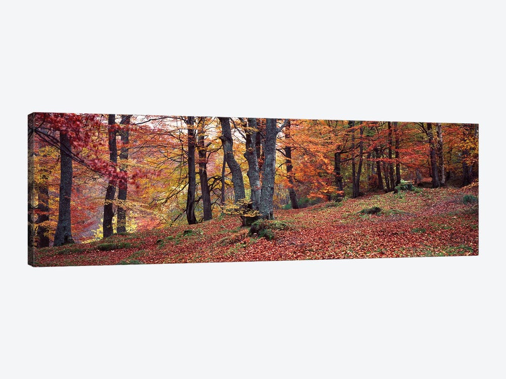 Beech Trees In Autumn, Aberfeldy, Perth And Kinross, Scotland by Panoramic Images 1-piece Art Print