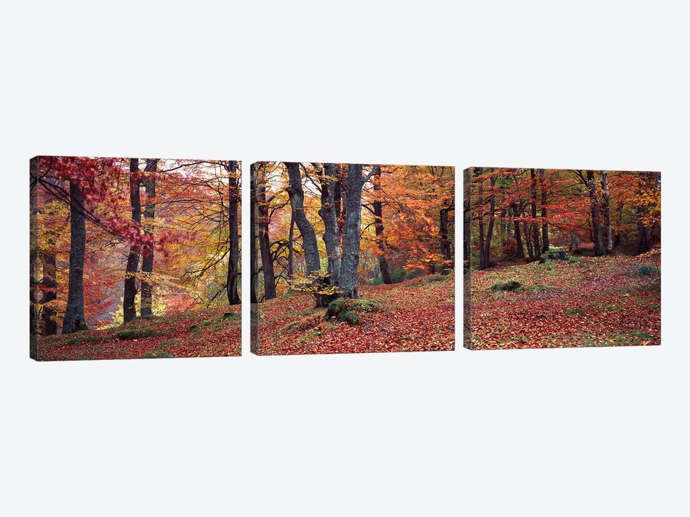 Beech Trees In Autumn, Aberfeldy, Perth And Kinross, Scotland by Panoramic Images 3-piece Art Print