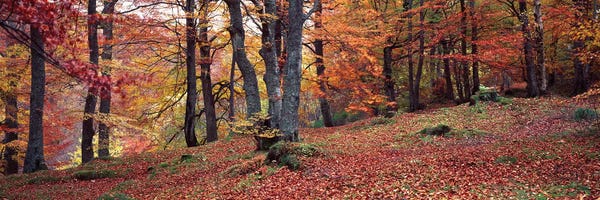 Beech Trees: Beech Trees In Autumn, Aberfeldy, Perth And Kinross, Scotland by Panoramic Images