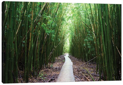 Boardwalk Through Bamboo, Pipiwai Trail, Hakeakala National Park, Kipahulu, Hana Road, Maui, Hawaii, USA I Canvas Art Print - Zen Décor