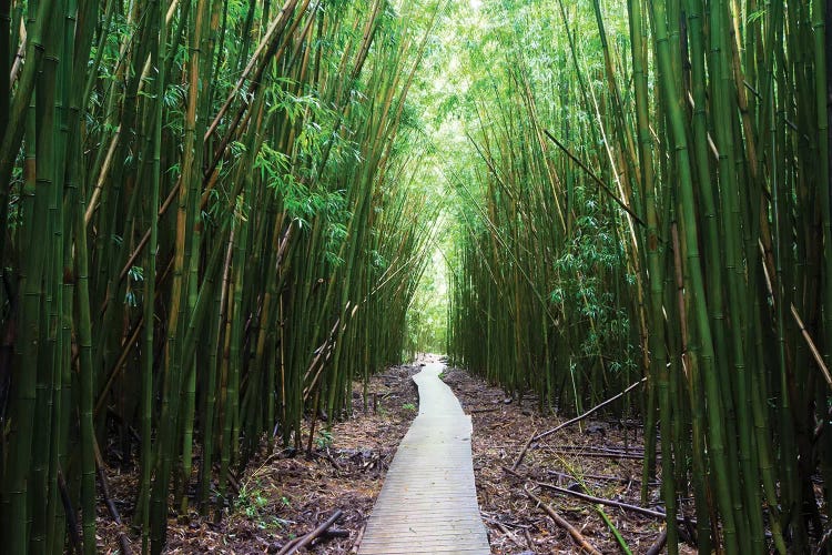 Boardwalk Through Bamboo, Pipiwai Trail, Hakeakala National Park, Kipahulu, Hana Road, Maui, Hawaii, USA I