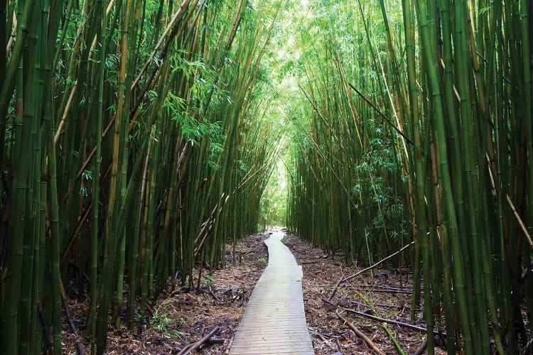 Boardwalk Through Bamboo, Pipiwai Trail, Hakeakala National Park, Kipahulu, Hana Road, Maui, Hawaii, USA I by Panoramic Images wall art