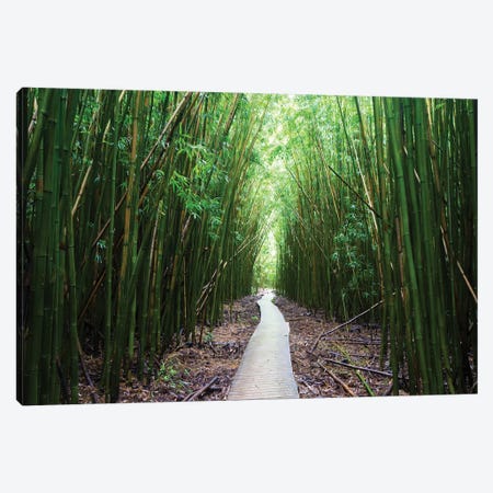 Boardwalk Through Bamboo, Pipiwai Trail, Hakeakala National Park, Kipahulu, Hana Road, Maui, Hawaii, USA I Canvas Print #PIM14292} by Panoramic Images Canvas Wall Art