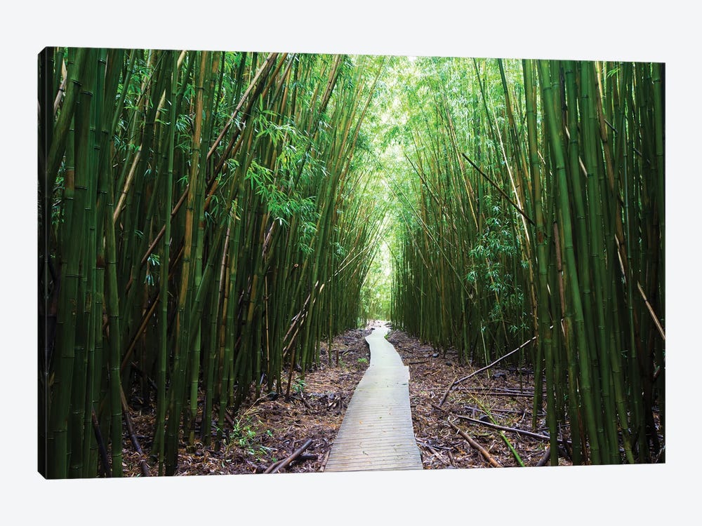 Boardwalk Through Bamboo, Pipiwai Trail, Hakeakala National Park, Kipahulu, Hana Road, Maui, Hawaii, USA I by Panoramic Images 1-piece Canvas Artwork