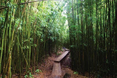 Boardwalk Through Bamboo, Pipiwai Trail, Hakeakala National Park, Kipahulu, Hana Road, Maui, Hawaii, USA II by Panoramic Images framed wall art