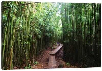Boardwalk Through Bamboo, Pipiwai Trail, Hakeakala National Park, Kipahulu, Hana Road, Maui, Hawaii, USA II Canvas Art Print - Maui Art