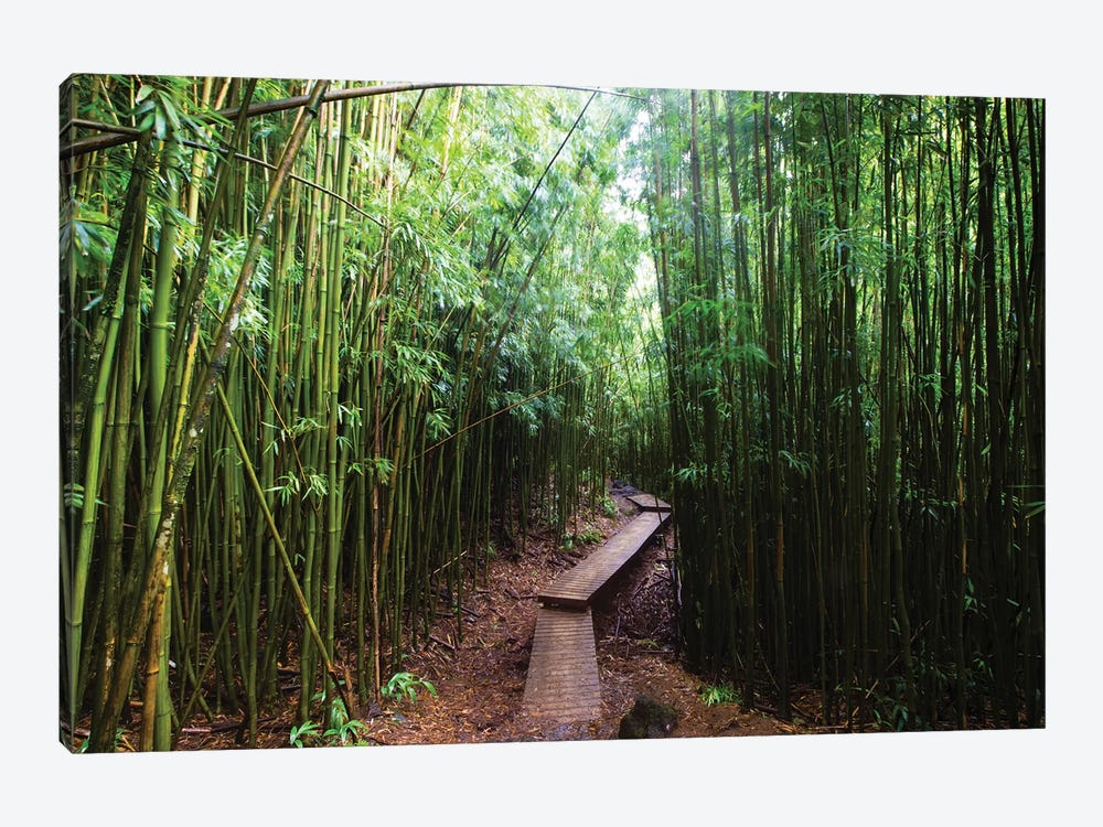 Boardwalk Through Bamboo, Pipiwai Trail, Hakeakala National Park, Kipahulu, Hana Road, Maui, Hawaii, USA II by Panoramic Images 1-piece Art Print
