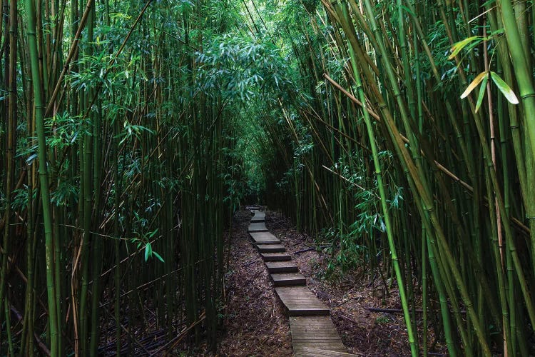 Boardwalk Through Bamboo, Pipiwai Trail, Hakeakala National Park, Kipahulu, Hana Road, Maui, Hawaii, USA III