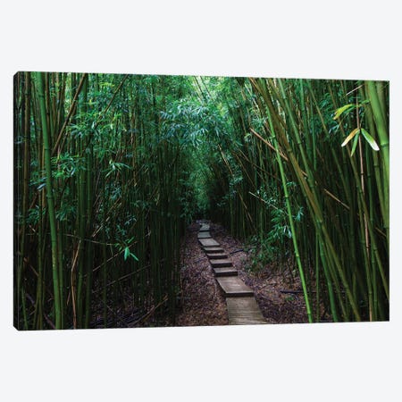 Boardwalk Through Bamboo, Pipiwai Trail, Hakeakala National Park, Kipahulu, Hana Road, Maui, Hawaii, USA III Canvas Print #PIM14294} by Panoramic Images Canvas Art Print