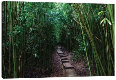 Boardwalk Through Bamboo, Pipiwai Trail, Hakeakala National Park, Kipahulu, Hana Road, Maui, Hawaii, USA III Canvas Art Print - Bamboo Art