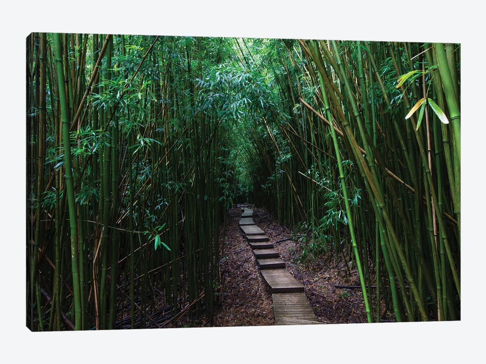 Boardwalk Through Bamboo, Pipiwai Trail, Hakeakala National Park, Kipahulu, Hana Road, Maui, Hawaii, USA III by Panoramic Images 1-piece Canvas Artwork