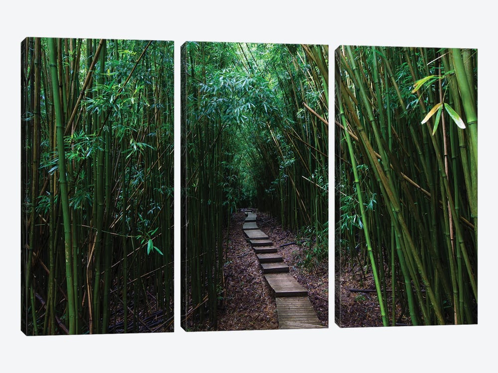 Boardwalk Through Bamboo, Pipiwai Trail, Hakeakala National Park, Kipahulu, Hana Road, Maui, Hawaii, USA III by Panoramic Images 3-piece Canvas Artwork