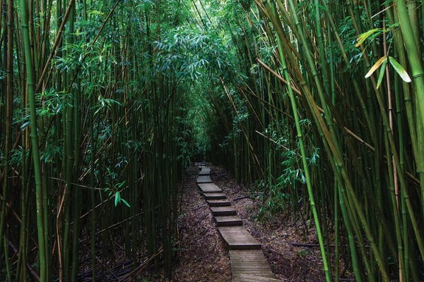 Maui: Boardwalk Through Bamboo, Pipiwai Trail, Hakeakala National Park, Kipahulu, Hana Road, Maui, Hawaii, USA III by Panoramic Images