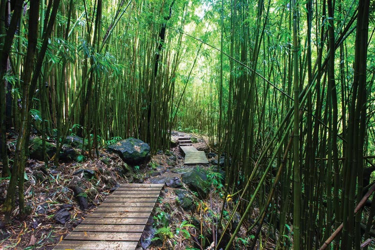 Boardwalk Through Bamboo, Pipiwai Trail, Hakeakala National Park, Kipahulu, Hana Road, Maui, Hawaii, USA IV by Panoramic Images wall art