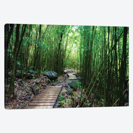 Boardwalk Through Bamboo, Pipiwai Trail, Hakeakala National Park, Kipahulu, Hana Road, Maui, Hawaii, USA IV Canvas Print #PIM14295} by Panoramic Images Canvas Art Print