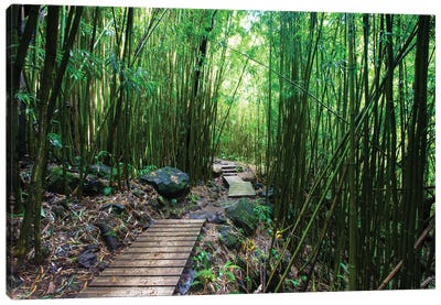 Boardwalk Through Bamboo, Pipiwai Trail, Hakeakala National Park, Kipahulu, Hana Road, Maui, Hawaii, USA IV Canvas Art Print - Bamboo Art
