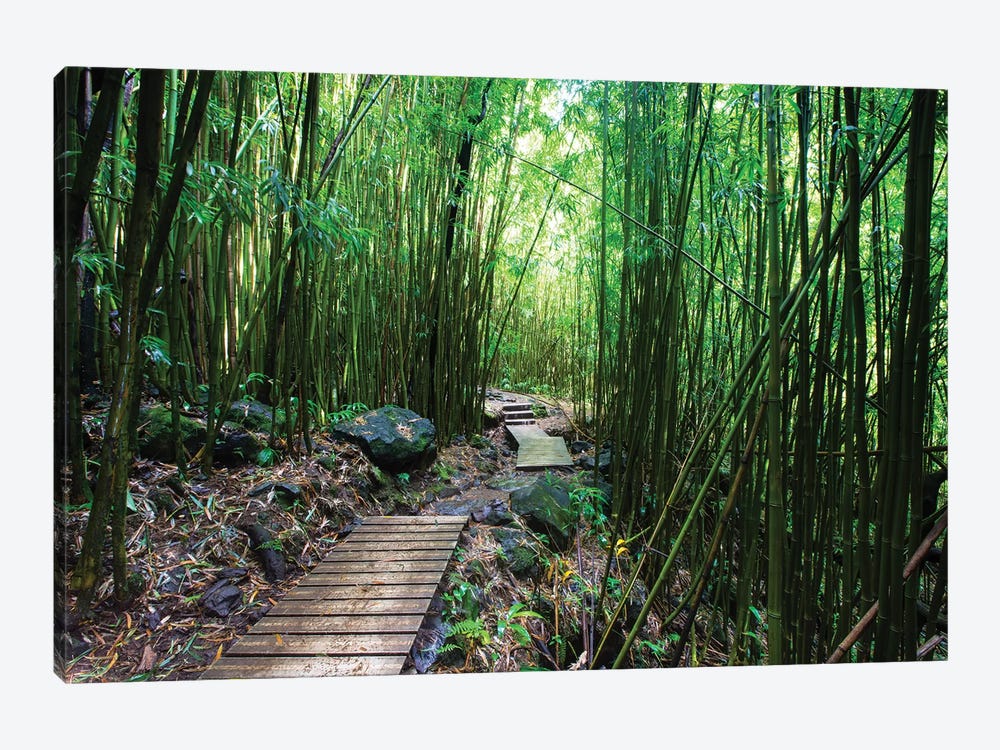 Boardwalk Through Bamboo, Pipiwai Trail, Hakeakala National Park, Kipahulu, Hana Road, Maui, Hawaii, USA IV by Panoramic Images 1-piece Art Print