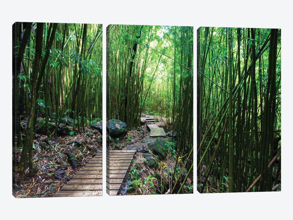 Boardwalk Through Bamboo, Pipiwai Trail, Hakeakala National Park, Kipahulu, Hana Road, Maui, Hawaii, USA IV by Panoramic Images 3-piece Canvas Print
