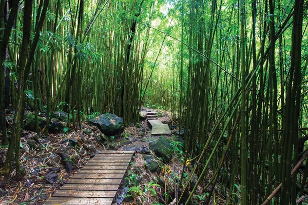 Maui: Boardwalk Through Bamboo, Pipiwai Trail, Hakeakala National Park, Kipahulu, Hana Road, Maui, Hawaii, USA IV by Panoramic Images