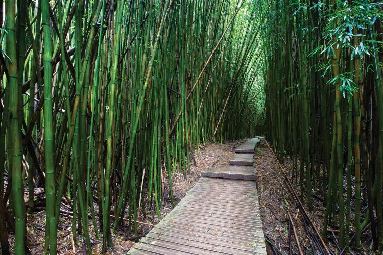 Boardwalk Through Bamboo, Pipiwai Trail, Hakeakala National Park, Kipahulu, Hana Road, Maui, Hawaii, USA V