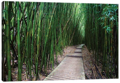 Boardwalk Through Bamboo, Pipiwai Trail, Hakeakala National Park, Kipahulu, Hana Road, Maui, Hawaii, USA V Canvas Art Print - Maui Art