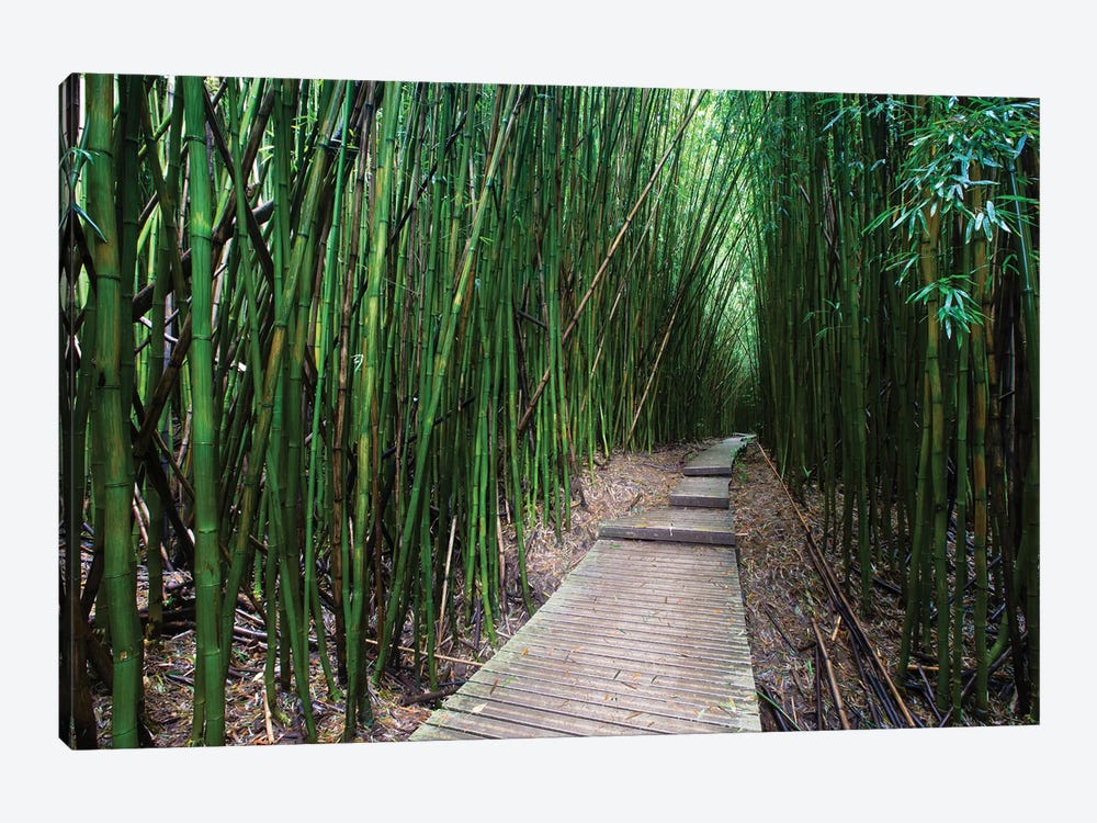 Boardwalk Through Bamboo, Pipiwai Trail, Hakeakala National Park, Kipahulu, Hana Road, Maui, Hawaii, USA V by Panoramic Images 1-piece Canvas Art