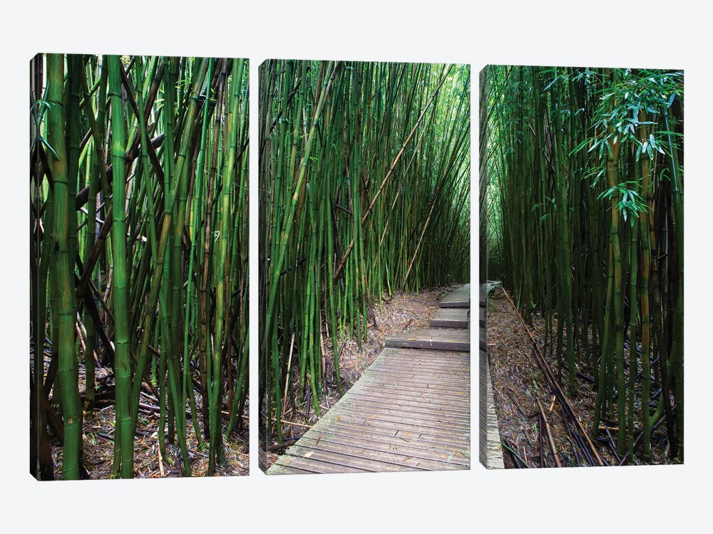 Boardwalk Through Bamboo, Pipiwai Trail, Hakeakala National Park, Kipahulu, Hana Road, Maui, Hawaii, USA V by Panoramic Images 3-piece Canvas Wall Art